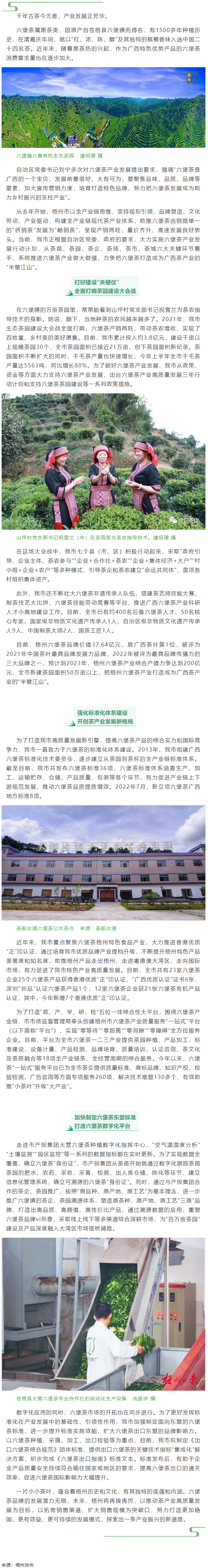 從一片葉子探索產業振興新路子丨梧州市以全產業鏈思維推動六堡茶產業發展.png