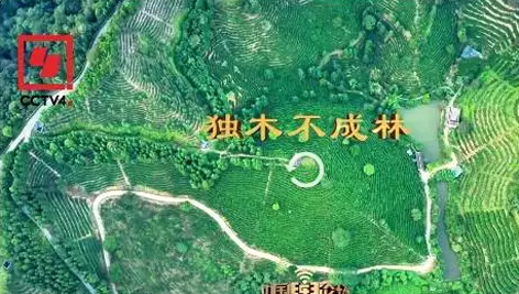 央視、學習強國等十多個平臺同時推送梧州采春茶．梧州六堡茶